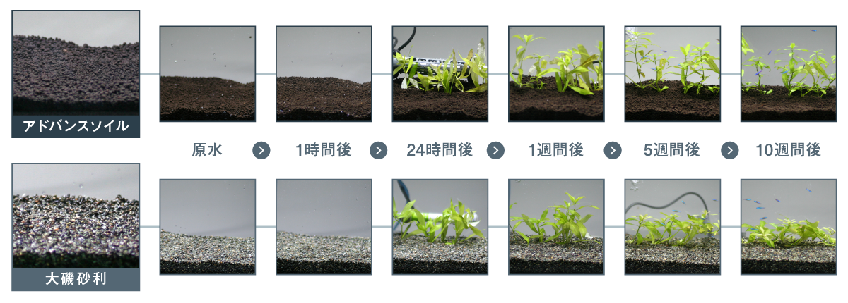 アドバンスソイル オリジナルと大磯砂利の比較画像（原水から10週間後まで）